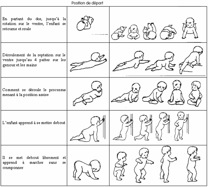 Dibujo que muestra las etapas de la evolucion del movimiento del bebe segun Emi Pickler